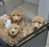 PRICE DROP**Blue Boy, a male Poodle - Standard  for sale in Georgetown, TN – 3 of 7