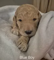Blue Boy, a male Poodle - Standard  for sale in Georgetown, TN – 2 of 2