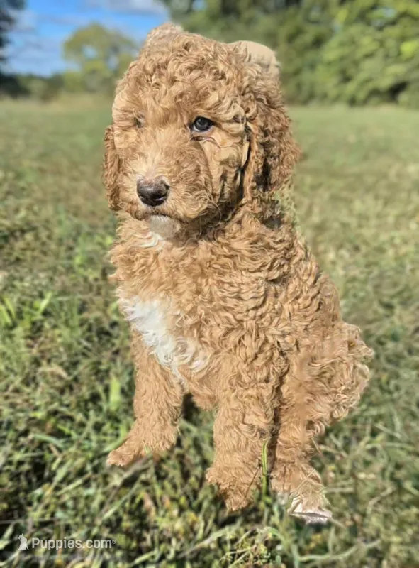 Light Pink Girl – Poodle - Standard  puppy for sale in Georgetown, TN