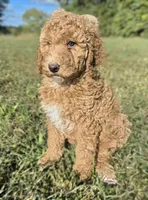 PRICE DROP**Light Pink Girl, a female Poodle - Standard  for sale in Georgetown, TN – 1 of 8