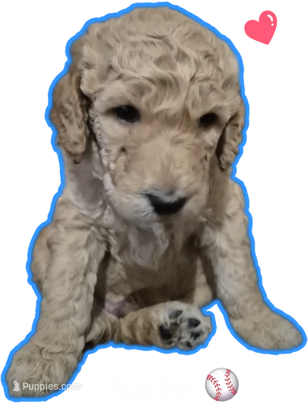 Blue Boy – Poodle - Standard  puppy for sale in Georgetown, TN