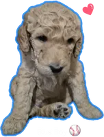 Blue Boy, a male Poodle - Standard  for sale in Georgetown, TN – 1 of 2