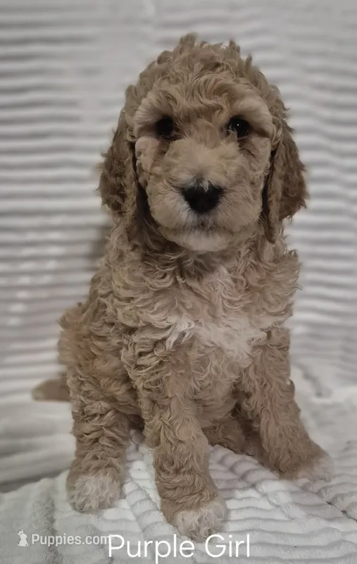 Purple Girl – Poodle - Standard  puppy for sale in Georgetown, TN