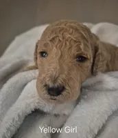 Yellow Girl , a female Poodle - Standard  for sale in Georgetown, TN – 2 of 2