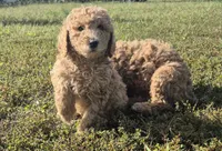 PRICE DROP**Yellow Girl , a female Poodle - Standard  for sale in Georgetown, TN – 2 of 9
