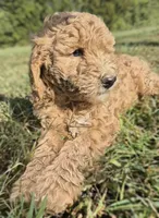 PRICE DROP**Hot Pink Girl, a female Poodle - Standard  for sale in Georgetown, TN – 2 of 8