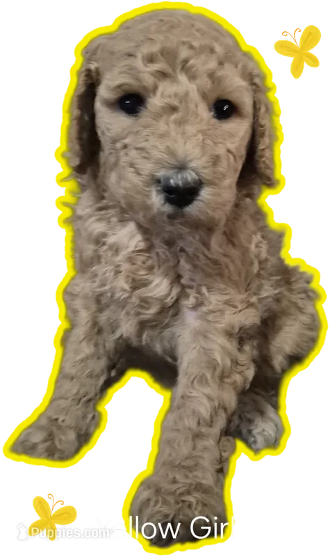 Yellow Girl  – Poodle - Standard  puppy for sale in Georgetown, TN
