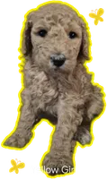 Yellow Girl , a female Poodle - Standard  for sale in Georgetown, TN – 1 of 2