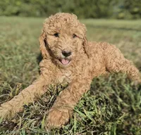 PRICE DROP**Hot Pink Girl, a female Poodle - Standard  for sale in Georgetown, TN – 1 of 8