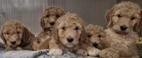 PRICE DROP**Blue Boy, a male Poodle - Standard  for sale in Georgetown, TN – 5 of 7