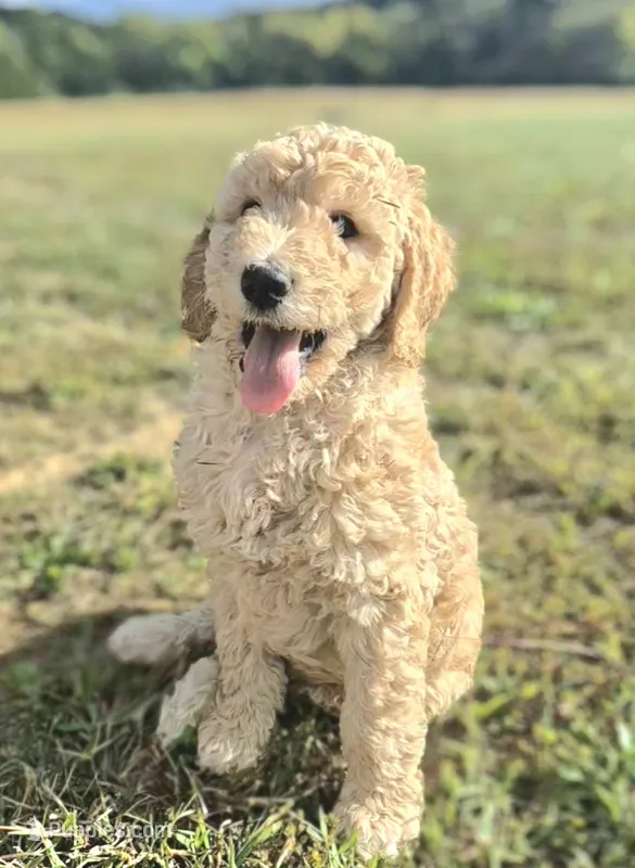 Blue Boy – Poodle - Standard  puppy for sale in Georgetown, TN