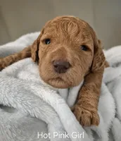 Hot Pink Girl, a female Poodle - Standard  for sale in Georgetown, TN – 2 of 2