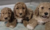 PRICE DROP**Hot Pink Girl, a female Poodle - Standard  for sale in Georgetown, TN – 4 of 8