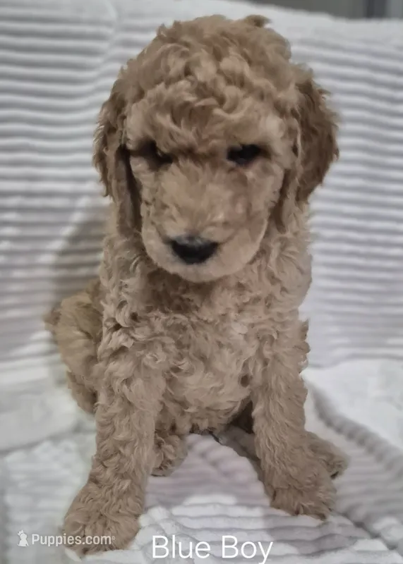 Blue Boy – Poodle - Standard  puppy for sale in Georgetown, TN