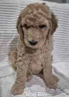 PRICE DROP**Blue Boy, a male Poodle - Standard  for sale in Georgetown, TN – 4 of 7