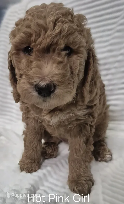 Hot Pink Girl – Poodle - Standard  puppy for sale in Georgetown, TN