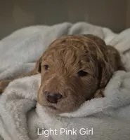 Light Pink Girl, a female Poodle - Standard  for sale in Georgetown, TN – 2 of 2