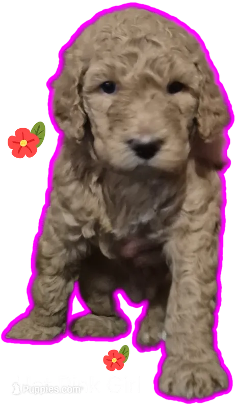 Hot Pink Girl – Poodle - Standard  puppy for sale in Georgetown, TN