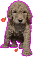 Hot Pink Girl, a female Poodle - Standard  for sale in Georgetown, TN – 1 of 2