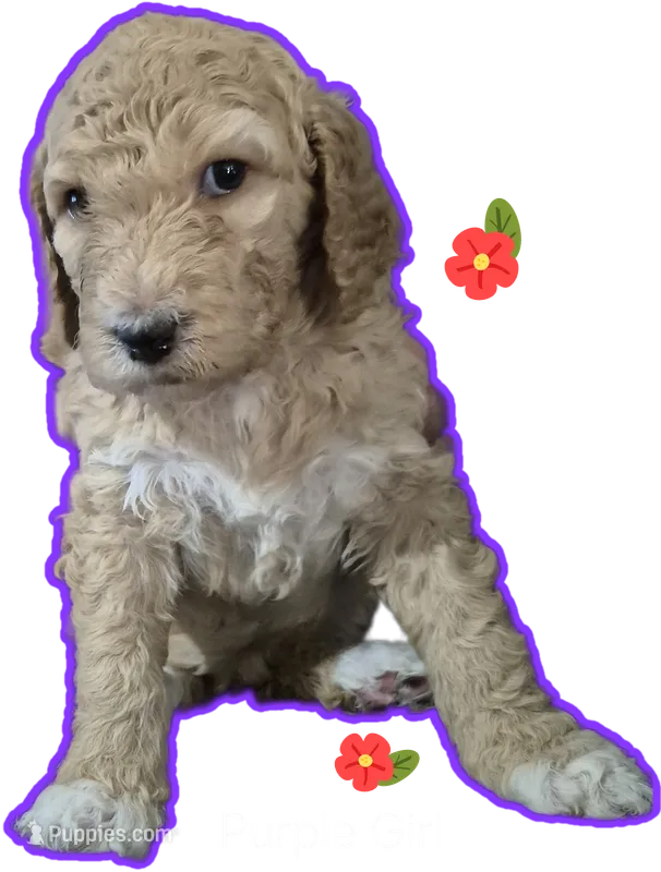 Purple Girl – Poodle - Standard  puppy for sale in Georgetown, TN
