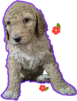 Purple Girl, a female Poodle - Standard  for sale in Georgetown, TN – 1 of 2