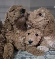 PRICE DROP**Light Pink Girl, a female Poodle - Standard  for sale in Georgetown, TN – 5 of 8