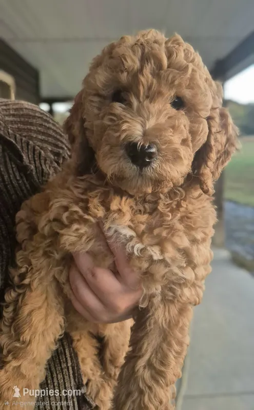 PRICE DROP**Hot Pink Girl – Poodle - Standard  puppy for sale in Georgetown, TN