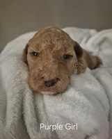 Purple Girl, a female Poodle - Standard  for sale in Georgetown, TN – 2 of 2