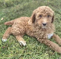 PRICE DROP**Light Pink Girl, a female Poodle - Standard  for sale in Georgetown, TN – 2 of 8
