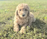 PRICE DROP**Yellow Girl , a female Poodle - Standard  for sale in Georgetown, TN – 1 of 9
