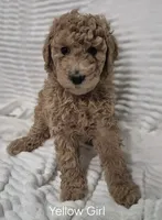PRICE DROP**Yellow Girl , a female Poodle - Standard  for sale in Georgetown, TN – 5 of 9