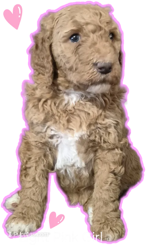 Light Pink Girl – Poodle - Standard  puppy for sale in Georgetown, TN