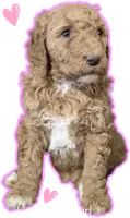 Light Pink Girl, a female Poodle - Standard  for sale in Georgetown, TN – 1 of 2