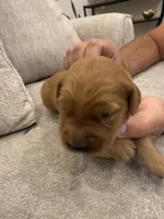 Burgundy collar, a female Golden Retriever for sale in Nine Mile Falls, WA – 3 of 3