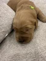 Green collar, a female Golden Retriever for sale in Nine Mile Falls, WA – 2 of 3