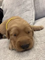 Yellow collar, a female Golden Retriever for sale in Nine Mile Falls, WA – 1 of 3