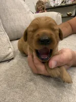 Burgundy collar, a female Golden Retriever for sale in Nine Mile Falls, WA – 1 of 3