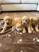 Yellow collar, a female Golden Retriever for sale in Nine Mile Falls, WA – 5 of 5