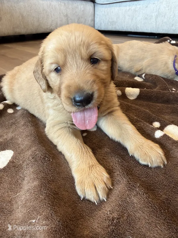 Yellow collar – Golden Retriever puppy for sale in Nine Mile Falls, WA