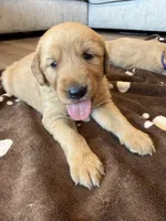 Yellow collar, a female Golden Retriever for sale in Nine Mile Falls, WA – 1 of 5