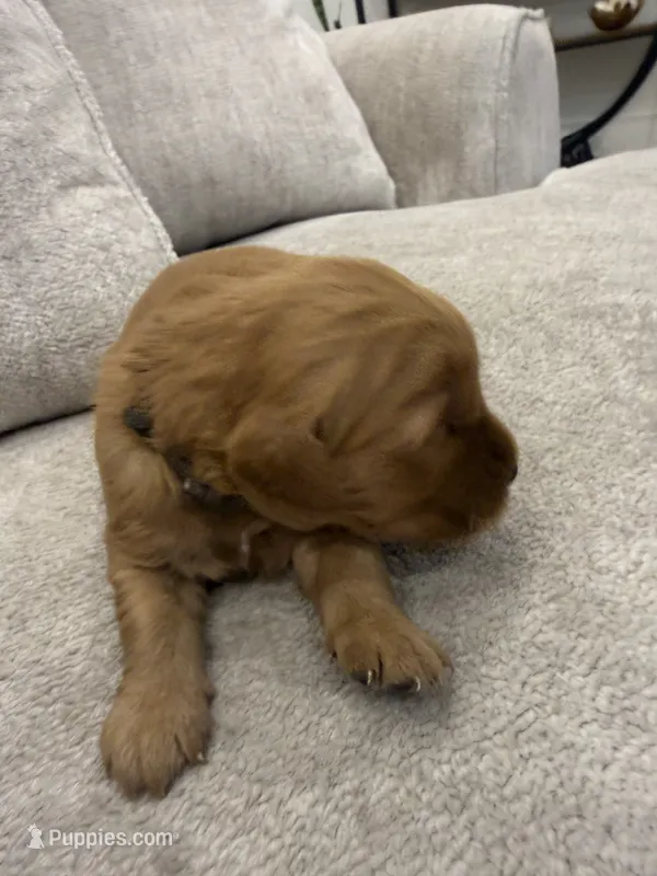 Grey collar – Golden Retriever puppy for sale in Nine Mile Falls, WA