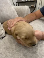Pink collar, a female Golden Retriever for sale in Nine Mile Falls, WA – 4 of 4