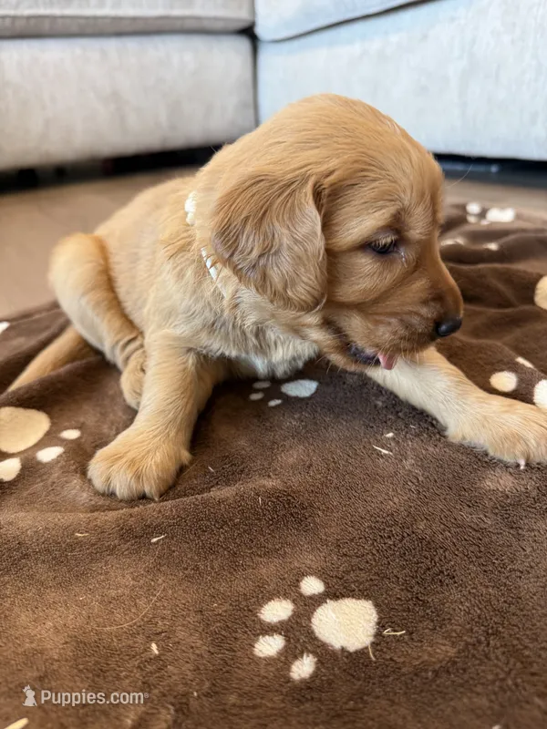 White/tan collar – Golden Retriever puppy for sale in Nine Mile Falls, WA