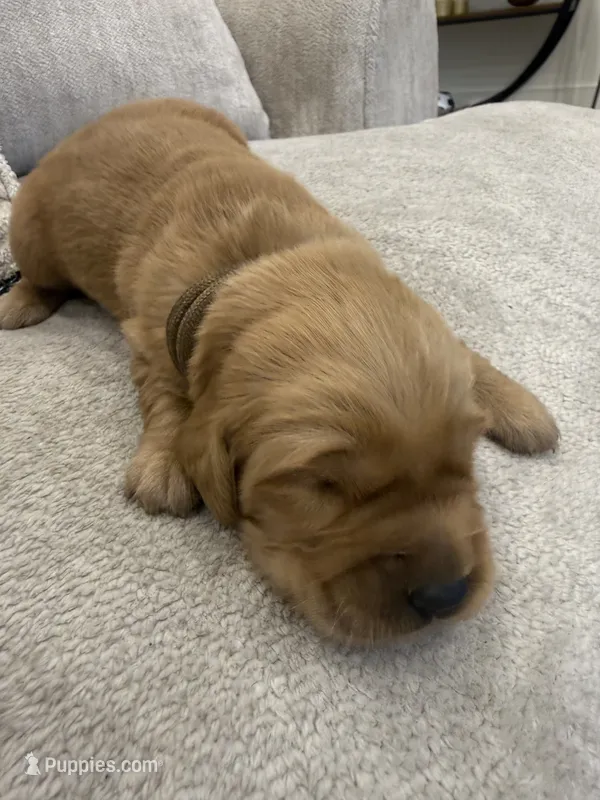 Brown collar – Golden Retriever puppy on hold in Nine Mile Falls, WA
