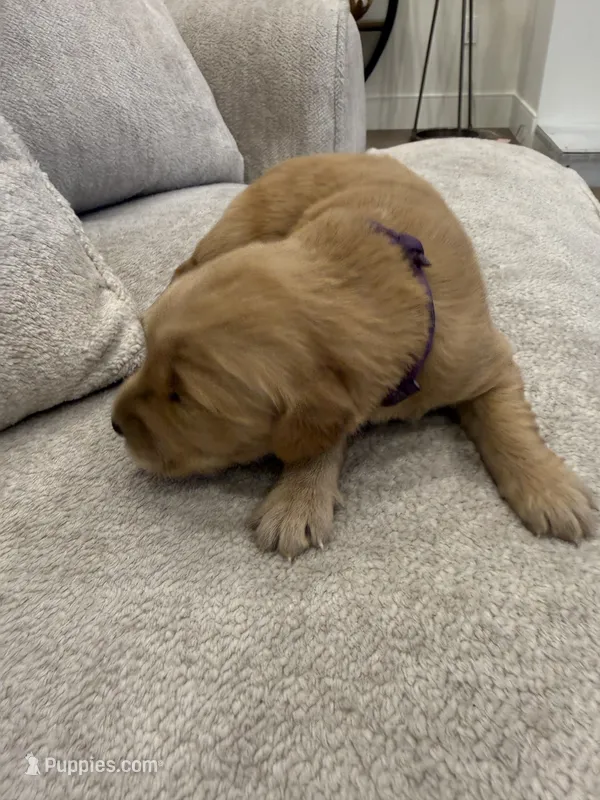 Purple collar – Golden Retriever puppy for sale in Nine Mile Falls, WA