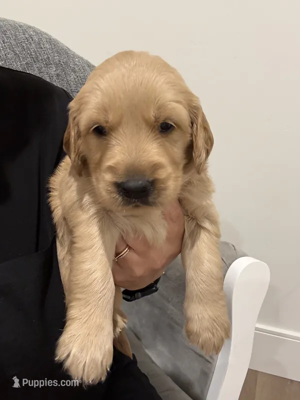 Green collar – Golden Retriever puppy for sale in Nine Mile Falls, WA