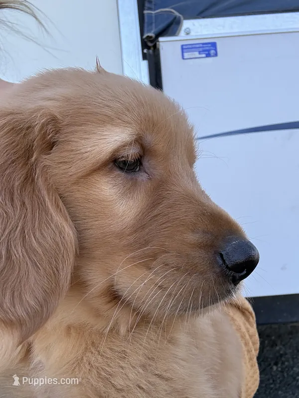 Green collar – Golden Retriever puppy for sale in Nine Mile Falls, WA