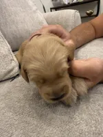 Pink collar, a female Golden Retriever for sale in Nine Mile Falls, WA – 3 of 4