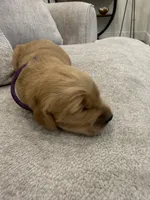 Purple collar, a female Golden Retriever for sale in Nine Mile Falls, WA – 3 of 3