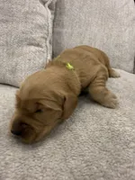 Green collar, a female Golden Retriever for sale in Nine Mile Falls, WA – 1 of 3